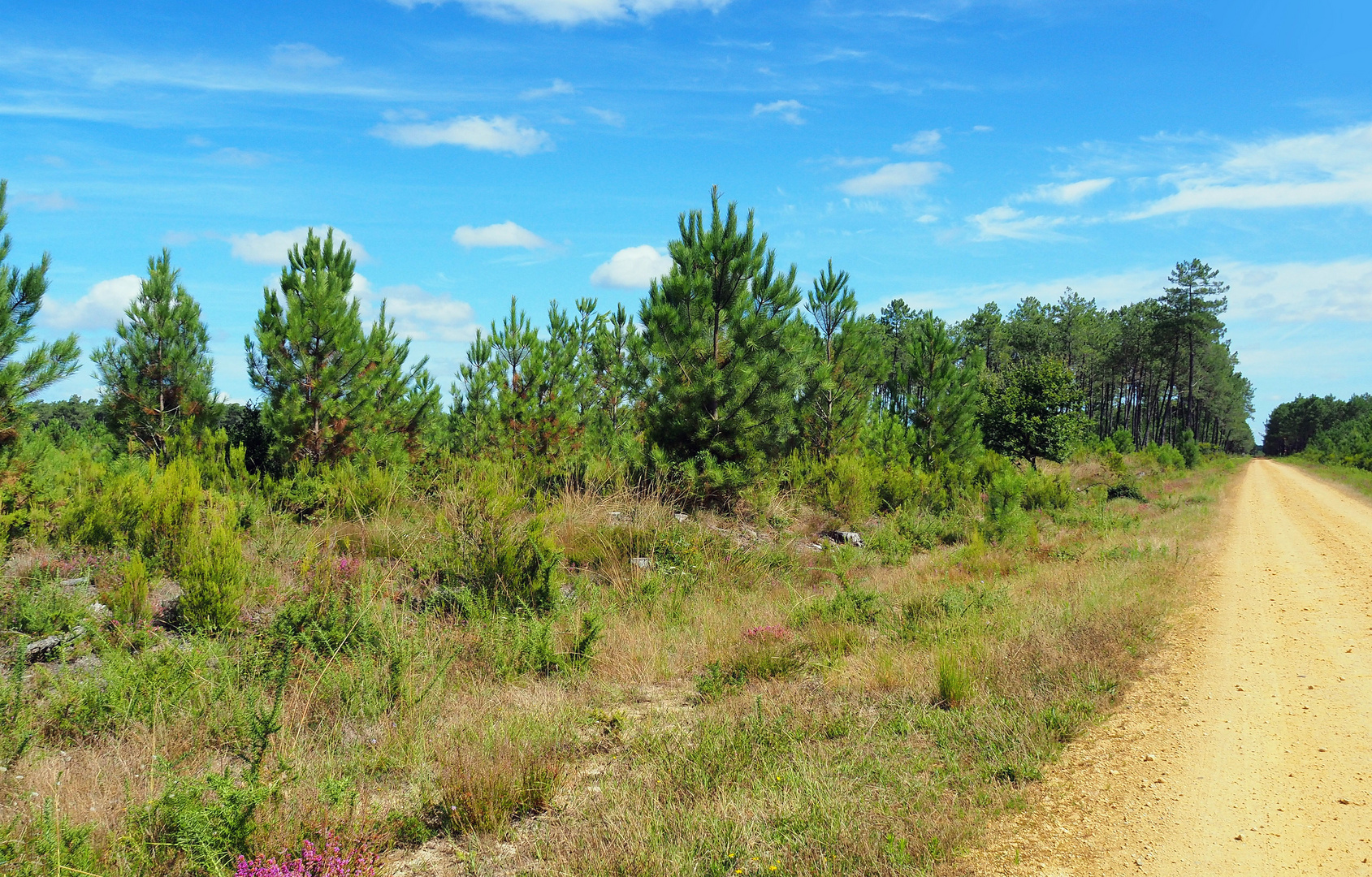 La forêt des Landes