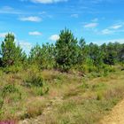 La forêt des Landes