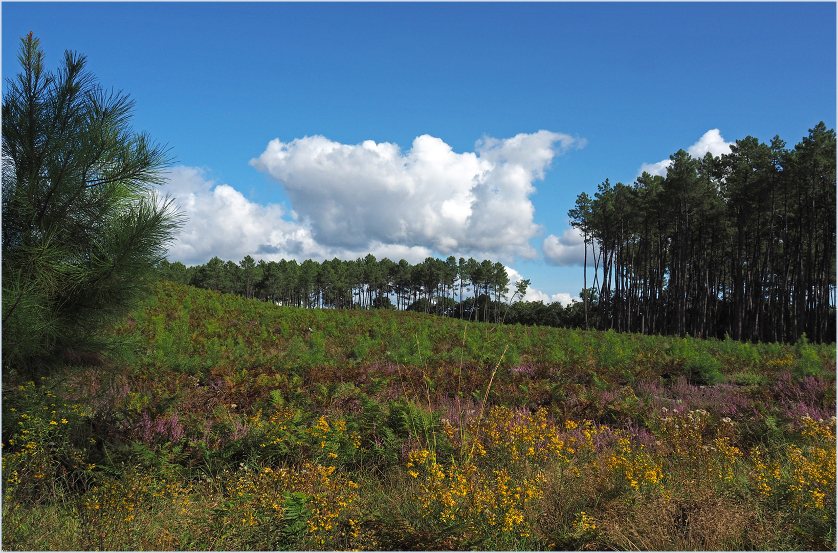 La forêt des Landes en fin d’été