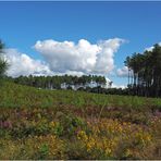 La forêt des Landes en fin d’été