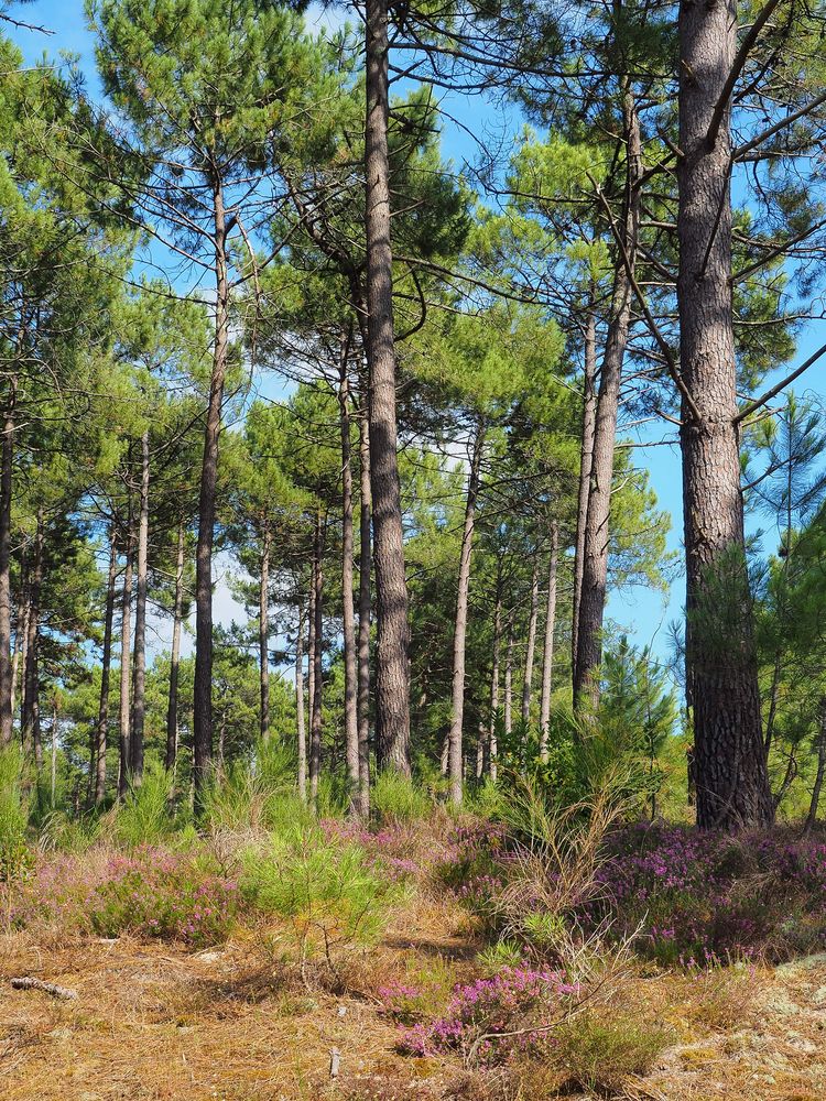 La forêt des Landes en juillet