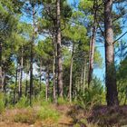 La forêt des Landes en juillet