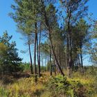 La forêt des Landes fin septembre