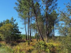 La forêt des Landes fin septembre