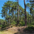 La forêt des landes près de Bias