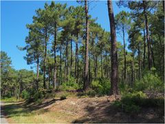 La forêt des landes près de Bias