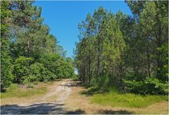 La forêt des Landes près de Bias