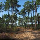 La forêt des Landes près de Mimizan