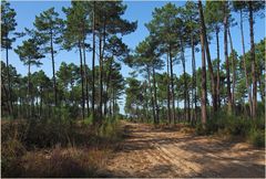 La forêt des Landes près de Mimizan