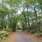 La forêt des Landes près du Lac de Biscarosse