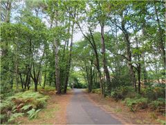 La forêt des Landes près du Lac de Biscarosse