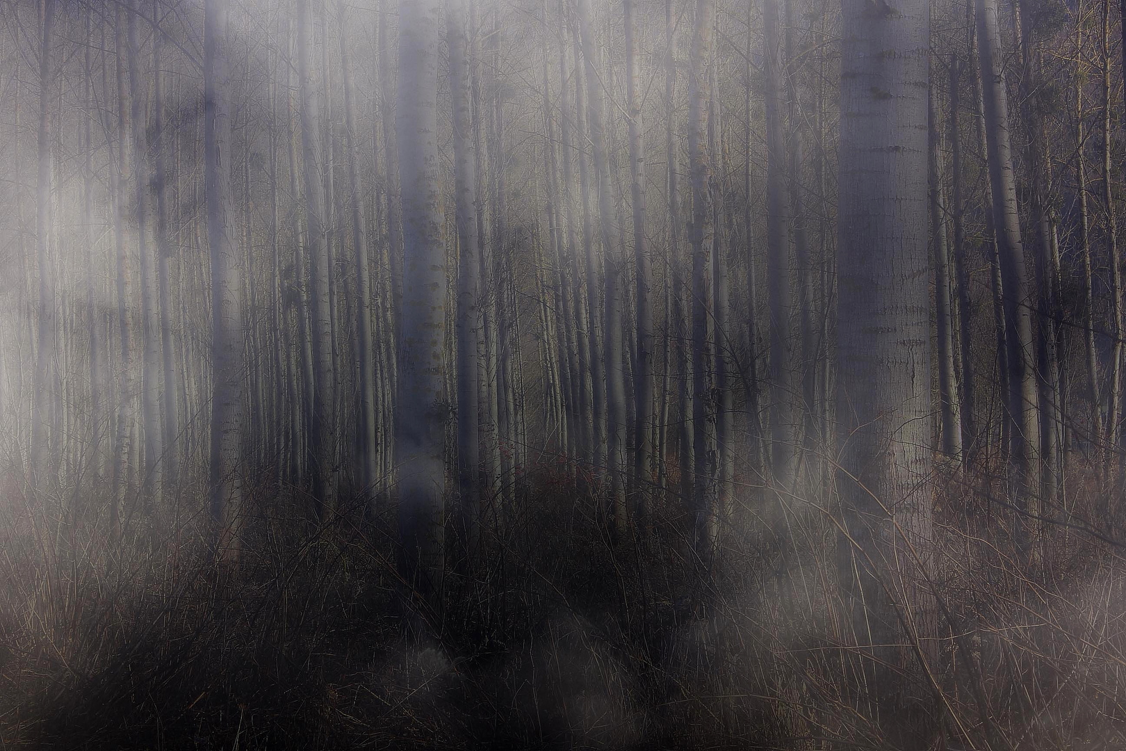 La forêt désenchantée ................