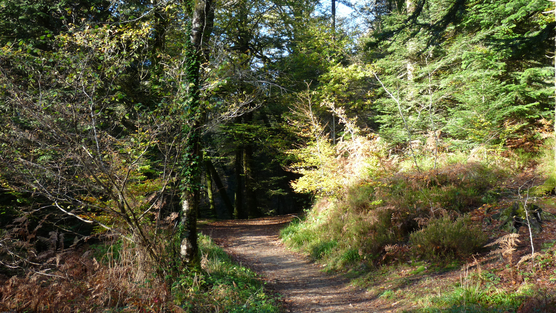 La forêt d'Huelgoat