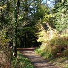 La forêt d'Huelgoat