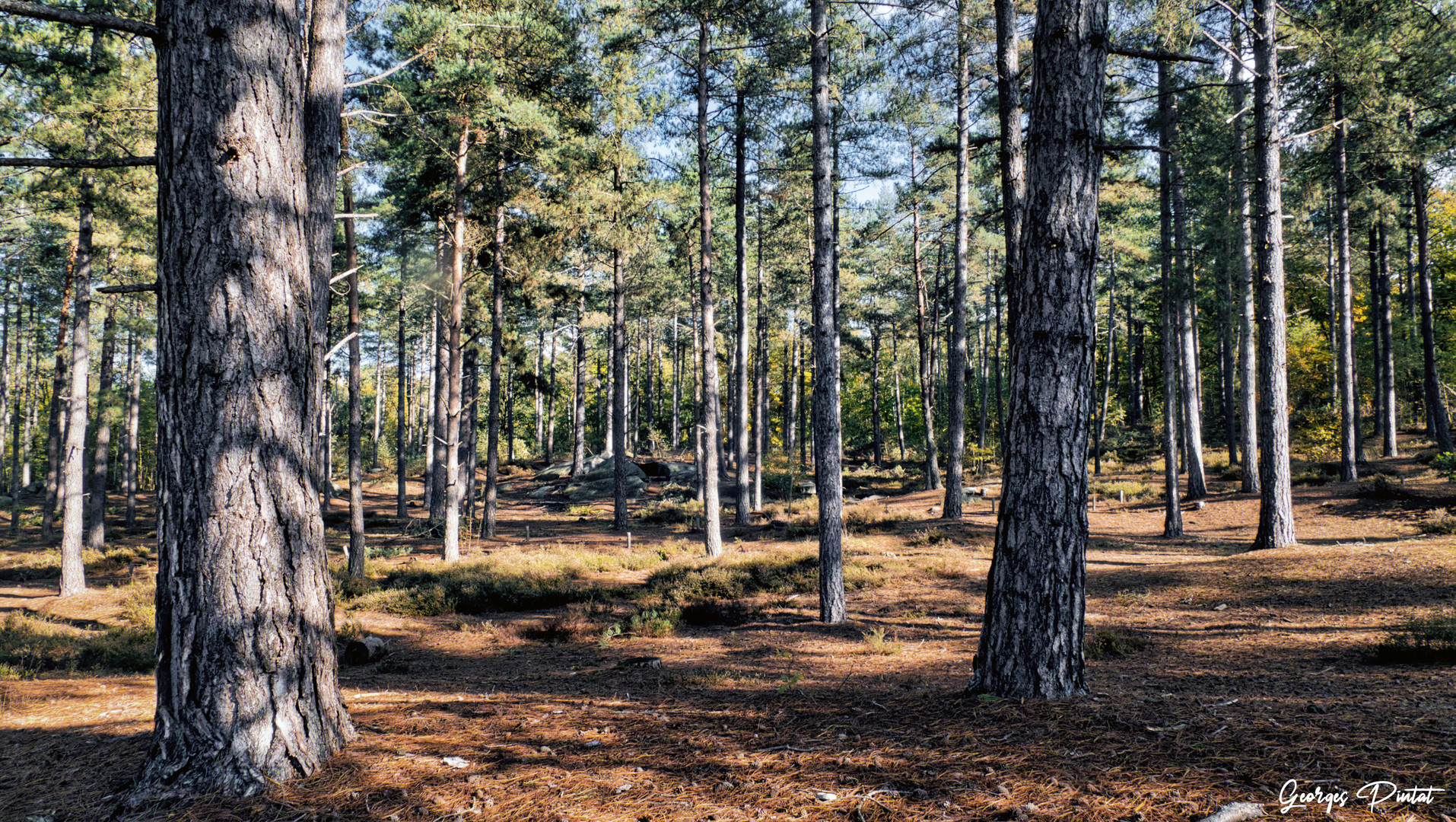 La forêt d'Ormoy Villers (Oise)