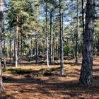 La forêt d'Ormoy Villers (Oise)