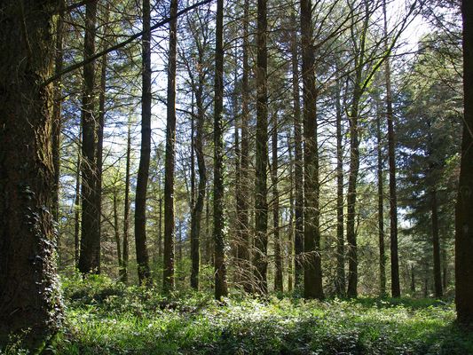 La forêt d’Ossun (Hautes Pyrénées) au printemps