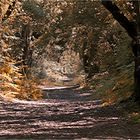 La forêt du Veillon en automne