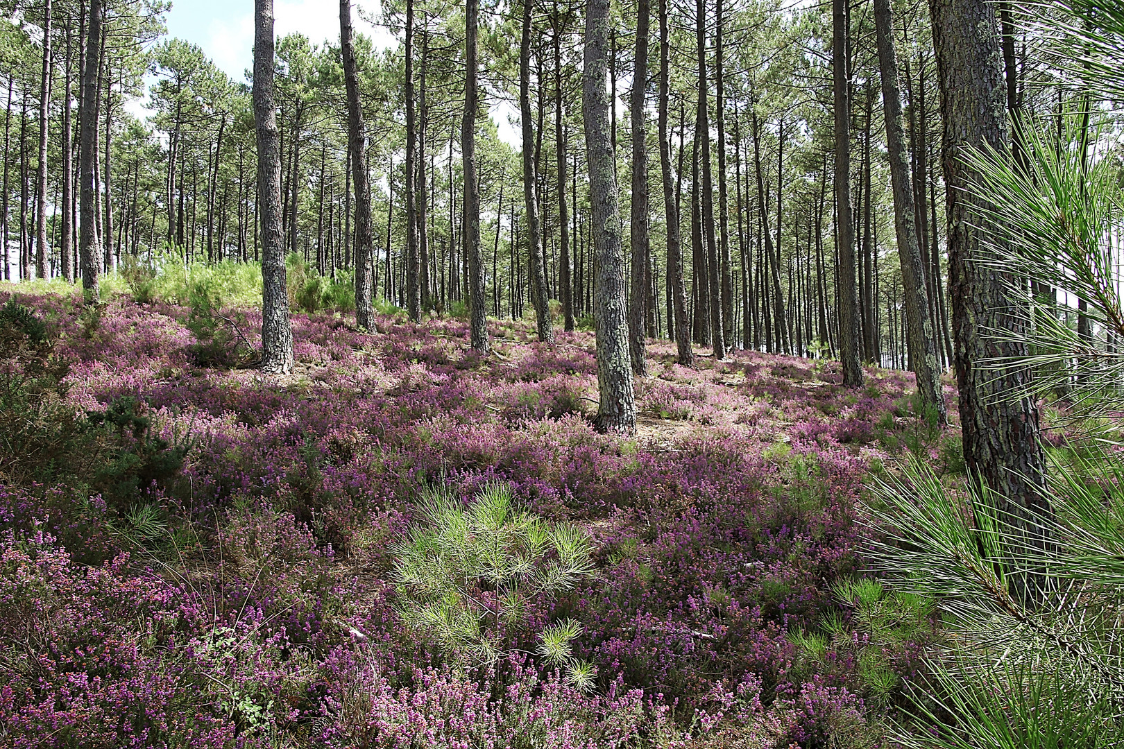 la forêt en fleur !