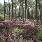 la forêt en fleur !