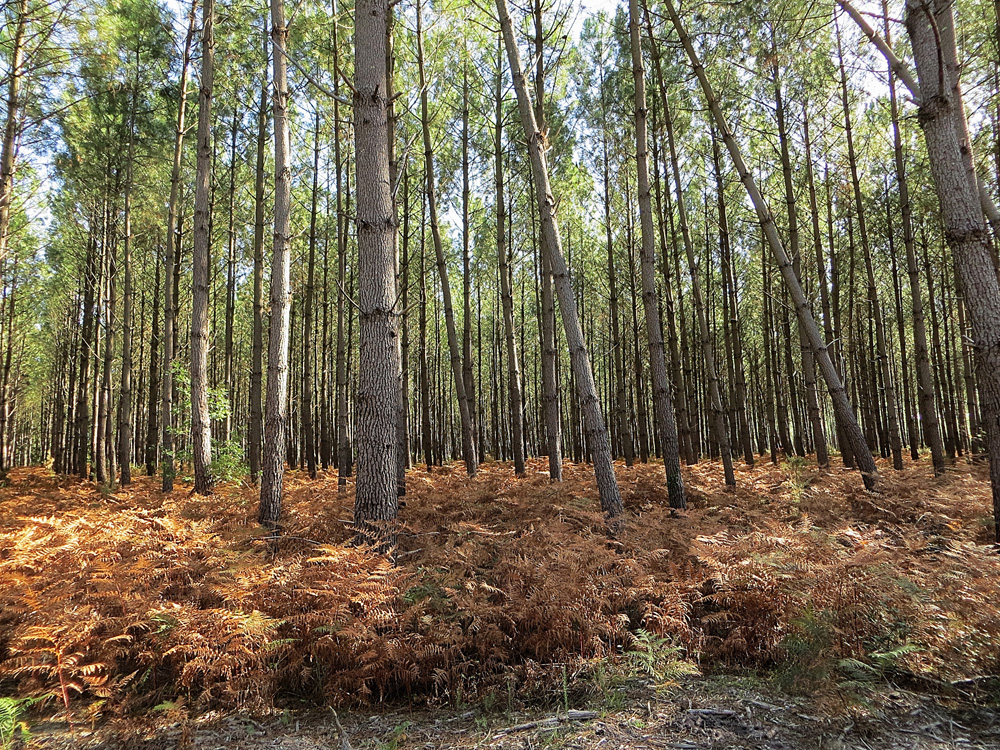 la forêt en hiver !