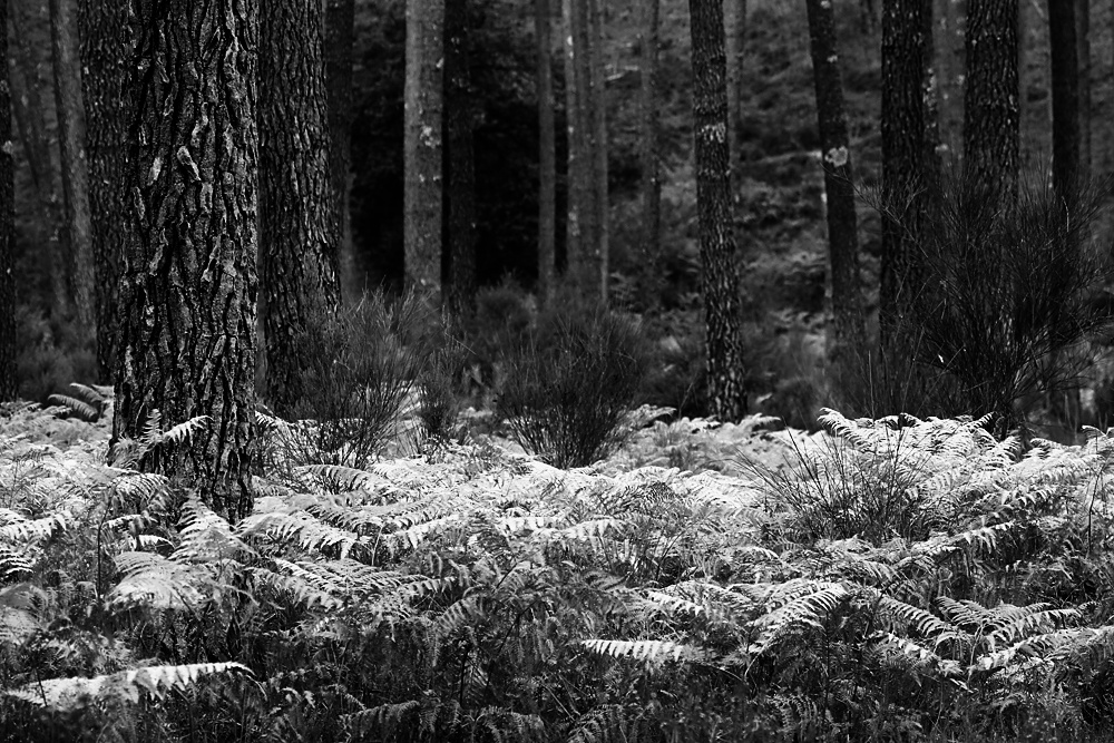 la forêt en noir et blanc !!!