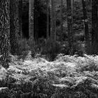 la forêt en noir et blanc !!!