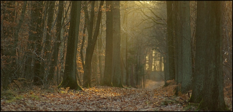 la forêt enchantée