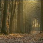 la forêt enchantée