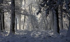 " La forêt enchantée "