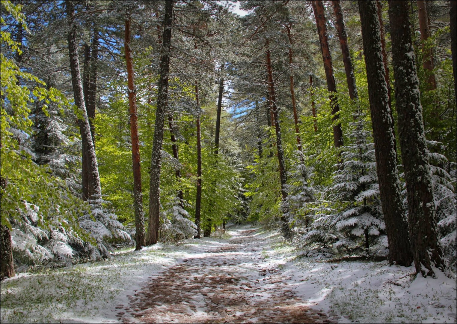 La forêt enchantée