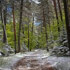 La forêt enchantée