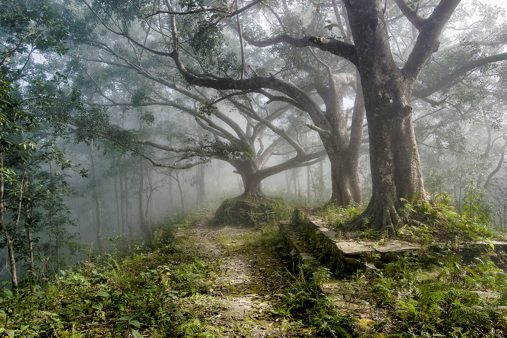 La Forêt Enchantée