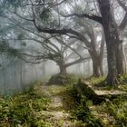 La Forêt Enchantée