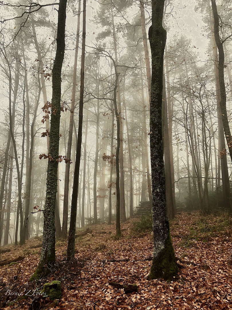 La forêt enchantée