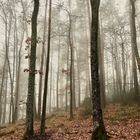 La forêt enchantée