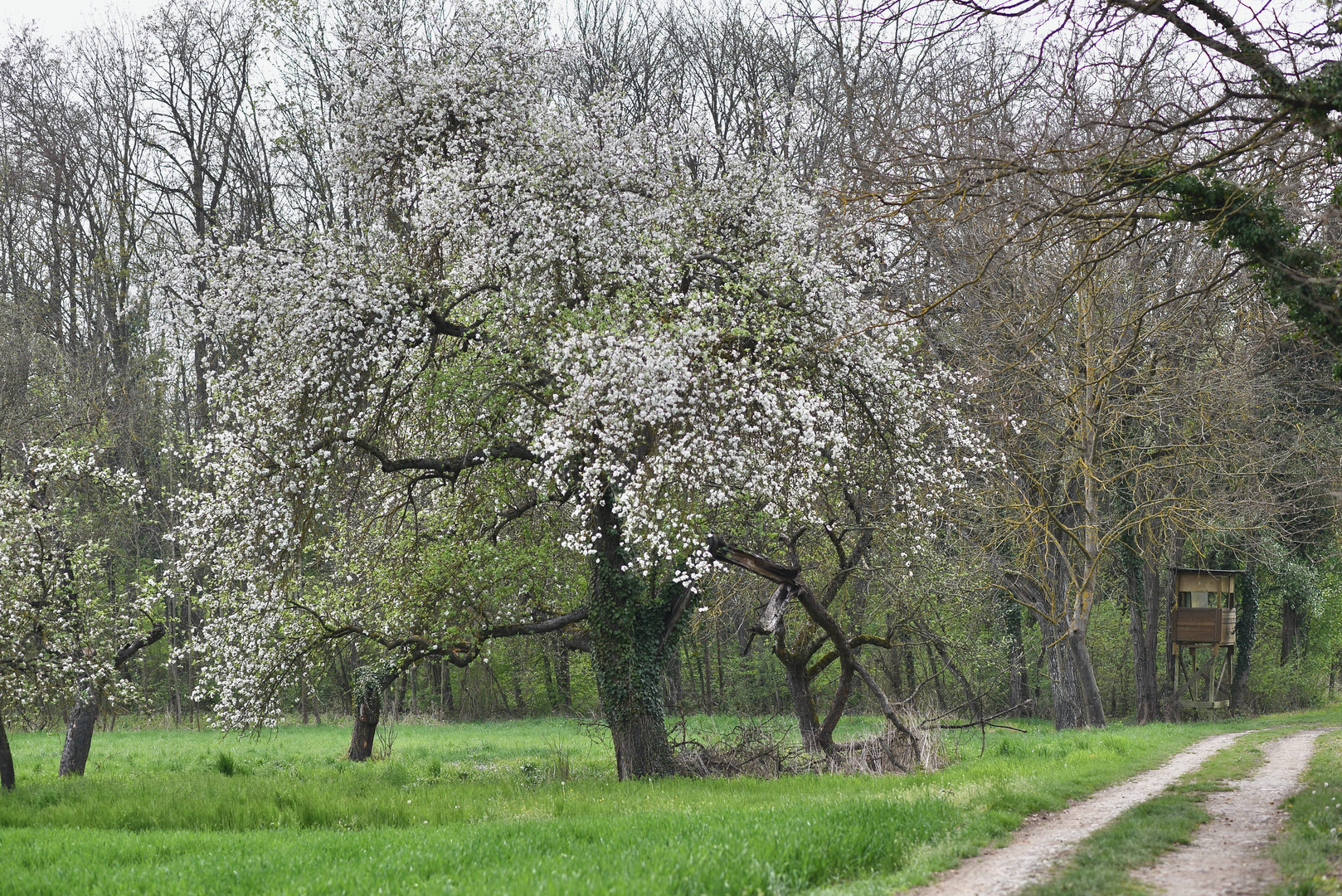 La forêt enchantée