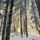 La forêt enchantée