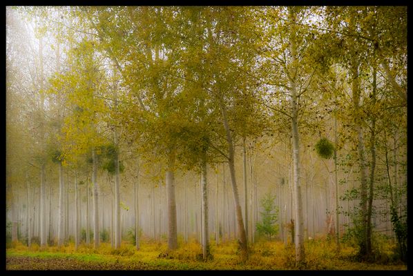 La forêt ensorcelée 