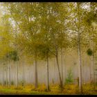 La forêt ensorcelée