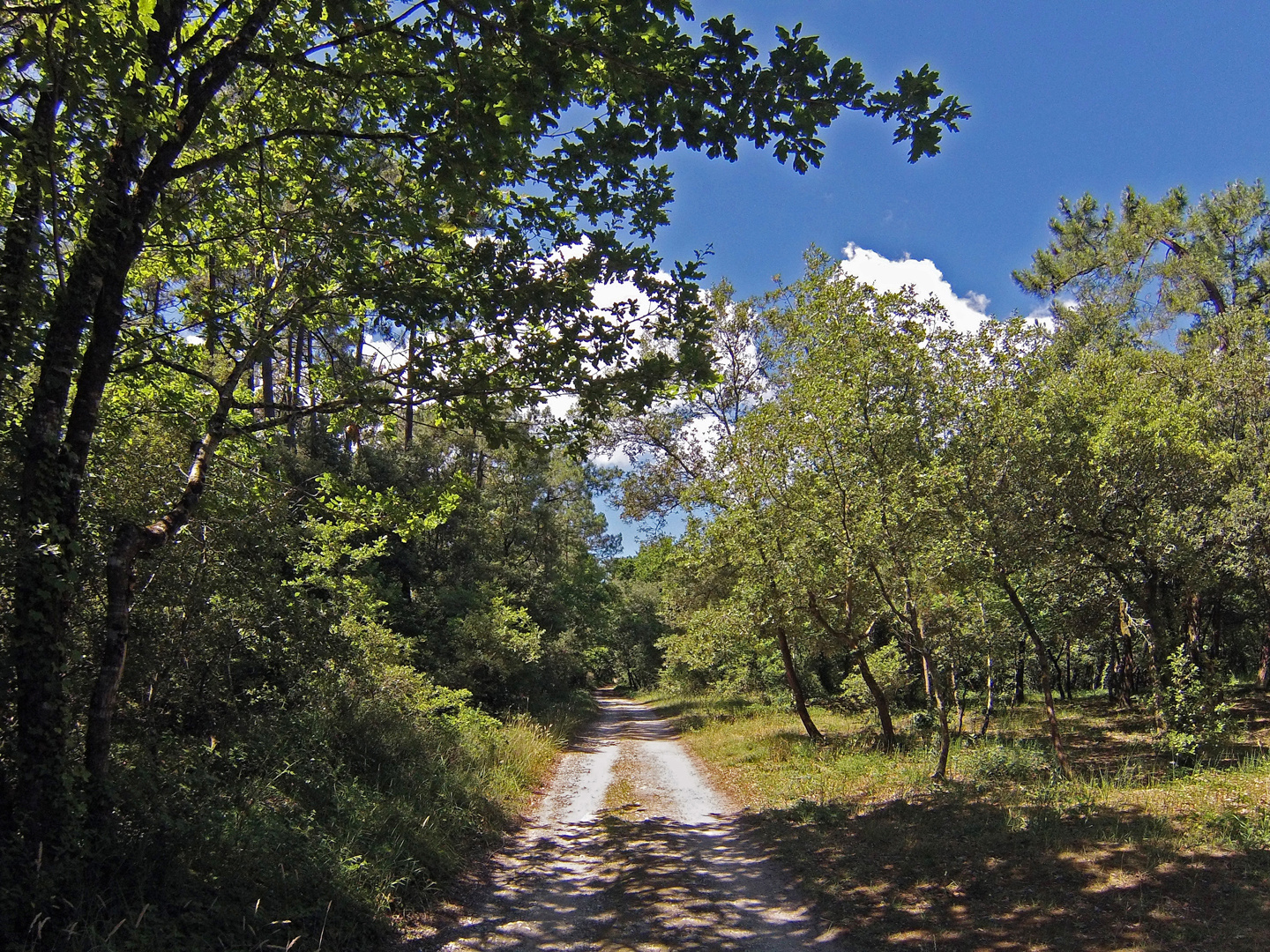 La forêt entre Ronce-les-Bains (commune de la Tremblade) et l’embouchure de la Seudre