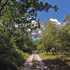 La forêt entre Ronce-les-Bains (commune de la Tremblade) et l’embouchure de la Seudre