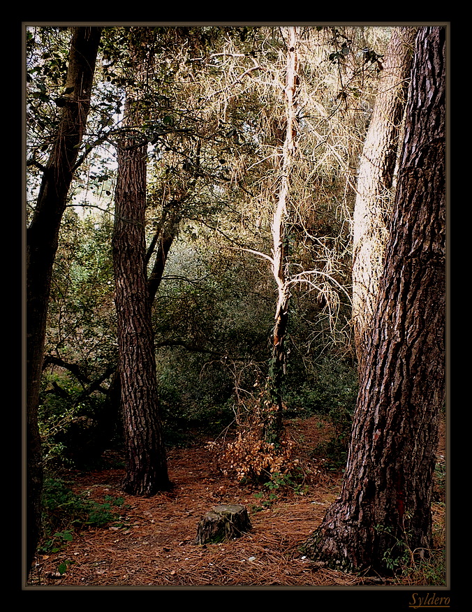 La forêt est un état d'âme