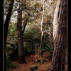 La forêt est un état d'âme