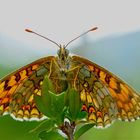 La forêt est un sanctuaire dont les vitraux sont des papillons