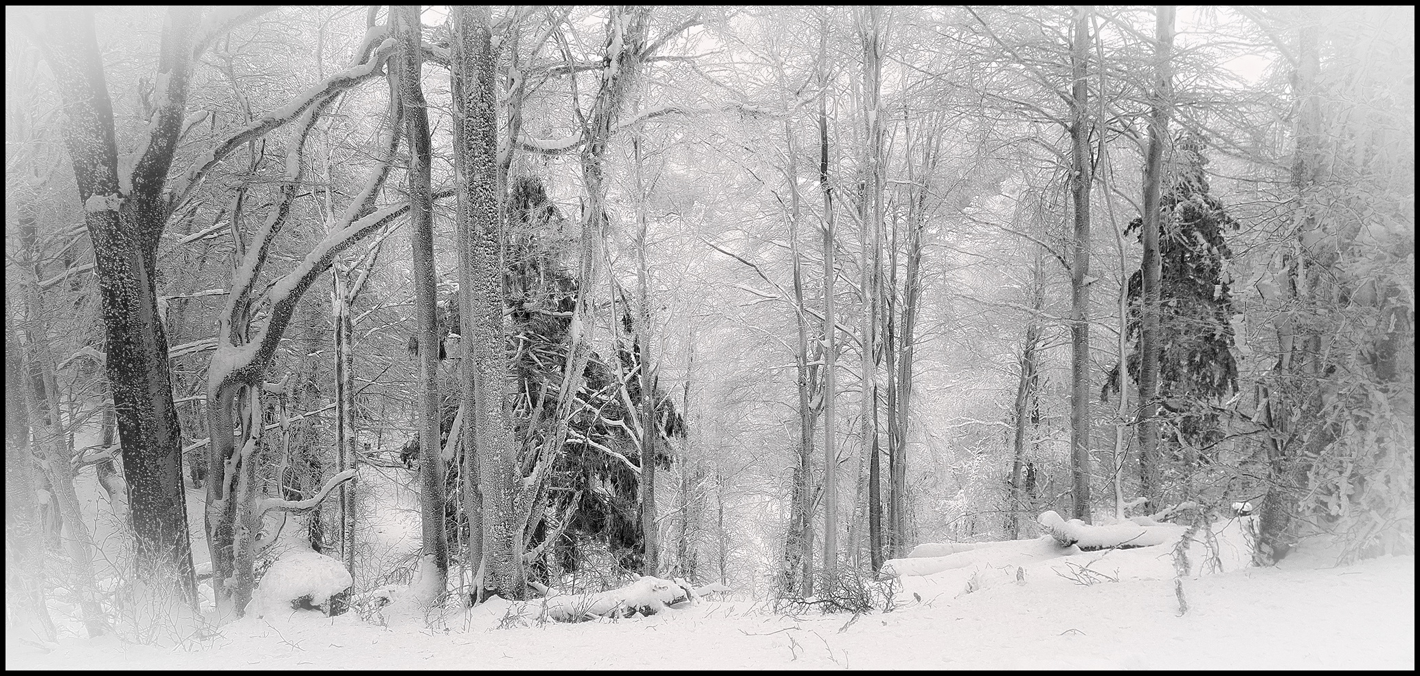 La forêt figée