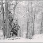 La forêt figée