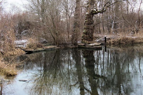 la forêt figée par le froid !