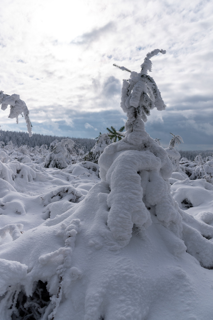 La forêt fête le blanc !