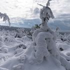 La forêt fête le blanc !